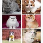 漳州哪里有猫舍连锁猫舍