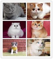林芝哪里有猫舍哪里可以买到宠物猫