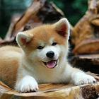 日系秋田犬优惠热卖中 有芯片证书