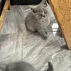 自家蓝猫英短售卖