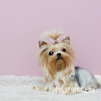 纯种金头银背约克夏 质量有保障 售迷你型约克夏的图片