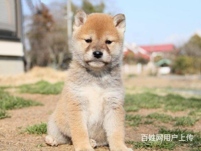 北京哪里卖纯种柴犬幼犬 日系柴犬 颜色齐全