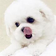 烟台正规比熊犬舍地点联系方式