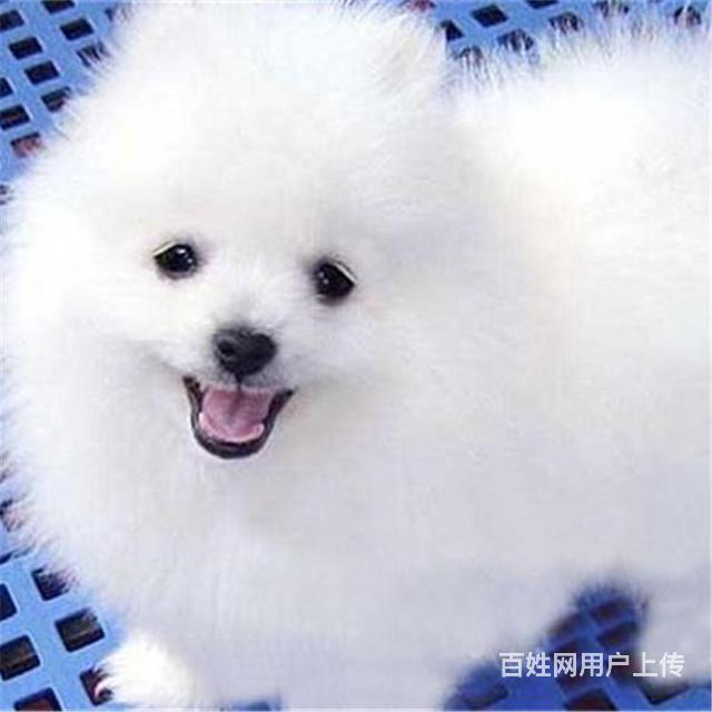 喀什带血统的博美哪里有卖的 哪里有卖博美的图片