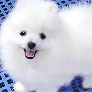 周口纯种博美去哪儿卖▲纯种博美犬舍