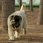 精品高加索幼犬 保纯种 保健康