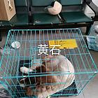 兰考县宠物活体托运兰考县宠物运输-全国各地可到