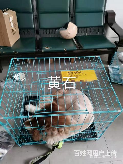 临沧市宠物托运/猫咪速运/专业宠物运输的图片