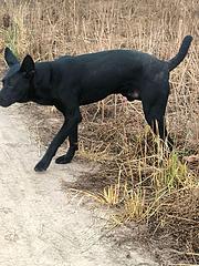 黑狼犬幼犬