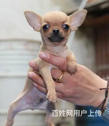 家养一窝吉娃娃便宜出售了 喜欢的来家里看狗的图片