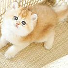 那里有猫咪金渐层短毛猫 随便拍都好看 无病无鲜