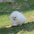 凉山纯种博美去哪儿卖▲纯种博美犬舍