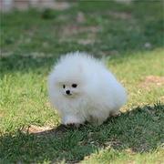 张掖请问去哪买博美狗狗靠谱?大家的博美是怎么买到的