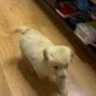 自家金毛幼犬580