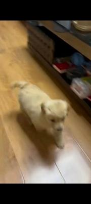 自家金毛幼犬580