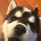昆明【*推荐】哈士奇犬舍‖哈士奇养殖场