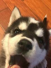 黄石哪里可以买到纯种哈士奇