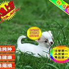 纯种超小的墨西哥吉娃娃苹果头 公母都有