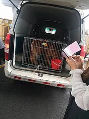 邵东宠物托运{猫狗}活体运输邮寄高效率2022/今日/邵东