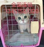 宁波象山宠物托运（猫狗）邮寄速运空运 （2022今日 宁波象