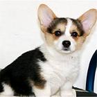 泰安【*推荐】柯基犬舍‖柯基养殖场