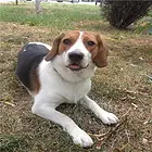 吉安血统德比格犬哪里有卖，血统比格犬一般多少钱