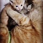 爸爸银渐层妈妈是橘猫，性格好