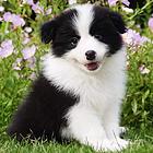 [货到付款犬舍]白山有边牧卖吗 边牧多少图