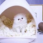 哪里有波斯猫卖的 波斯猫猫价格 波斯猫寿命