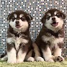 洛阳【*推荐】阿拉斯加犬舍‖阿拉斯加养殖场