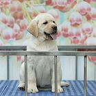 出售纯种拉拉幼犬 签订售后质保协议 京大犬业