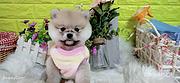 黄冈【博美犬舍】地址靠谱博美卖家