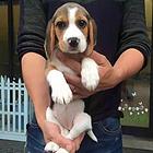 昌吉卖比格犬的犬舍，犬舍比格犬一般价位