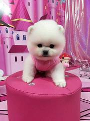 出售精品博美犬 包犬瘟细小 公母都有包养活