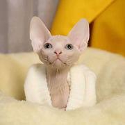 哪里有无毛猫卖的 无毛猫好养吗 斯芬克斯多少钱