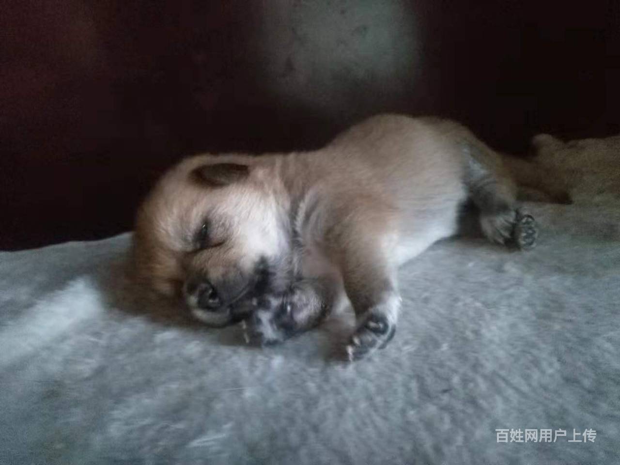 免费赠送满月小奶狗