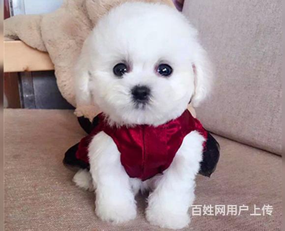 通辽支持上门看比熊宠物店的图片
