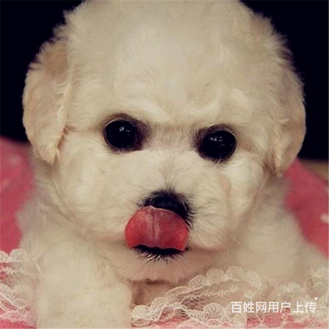 九江本地哪里卖比熊，比熊多少钱一只！的图片