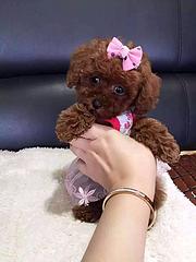 海宁正规泰迪犬舍纯种泰迪多少钱