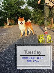 通化纯种柴犬多少钱一只，正规柴犬犬舍《优莱柴犬》