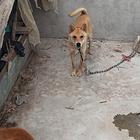 出售一只家养田园犬