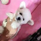 通化附近哪里有狗卖◆狗场常年卖纯种泰迪