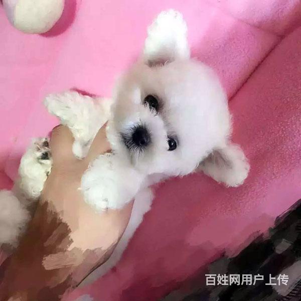 毕节附近哪里有狗卖◆狗场常年卖纯种泰迪的图片