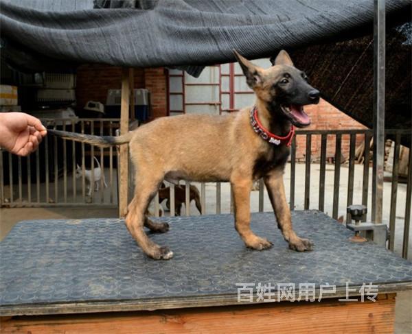 广州知名养殖基地常年出售 马犬幼犬 签协议可上门挑选