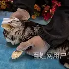 开封大小型宠物火化,开封宠物火化价格