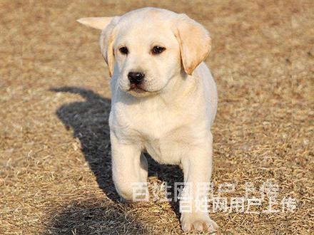 吐鲁番拉布拉多繁殖场拉布拉多犬舍联系方式的图片