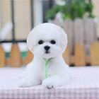 渭南犬舍直销【比熊】10年养殖经验，签健康协议