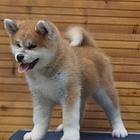 纯种秋田、秋田幼犬、日系秋田、美系秋田，质量三包