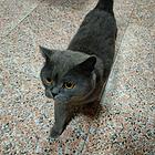 蓝猫一只出售