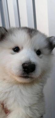 荆州【*推荐】阿拉斯加犬舍‖阿拉斯加养殖场